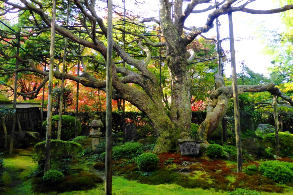 京都市左京区大原にある宝泉院の五葉の松と苔庭(秋・11月)