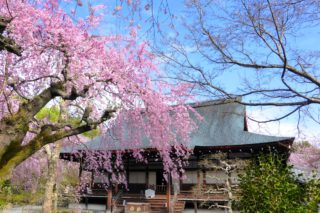 京都市右京区嵯峨(嵐山)にある天龍寺の多宝殿と桜