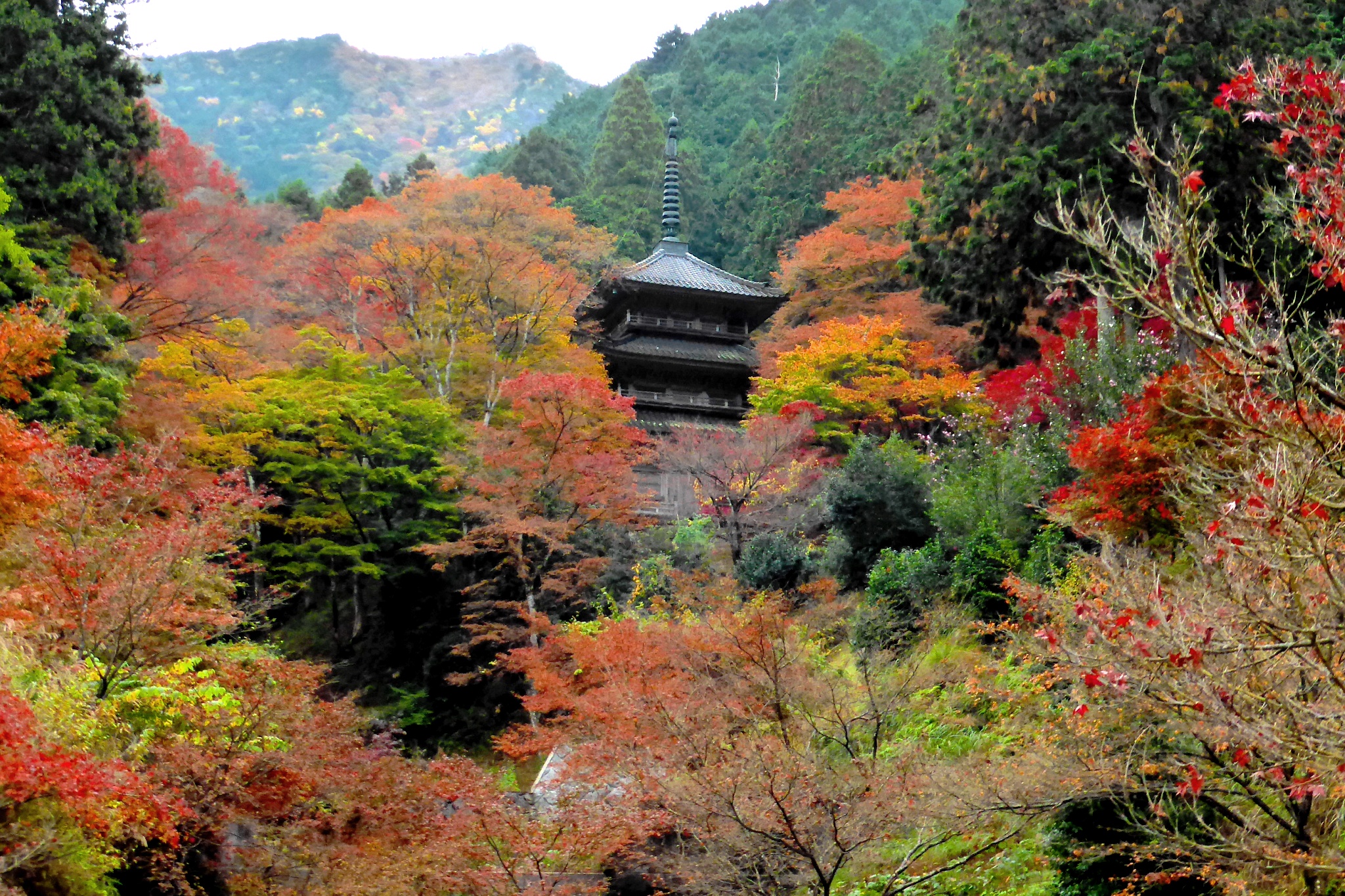 兵庫県丹波市にある高源寺の多宝塔と紅葉