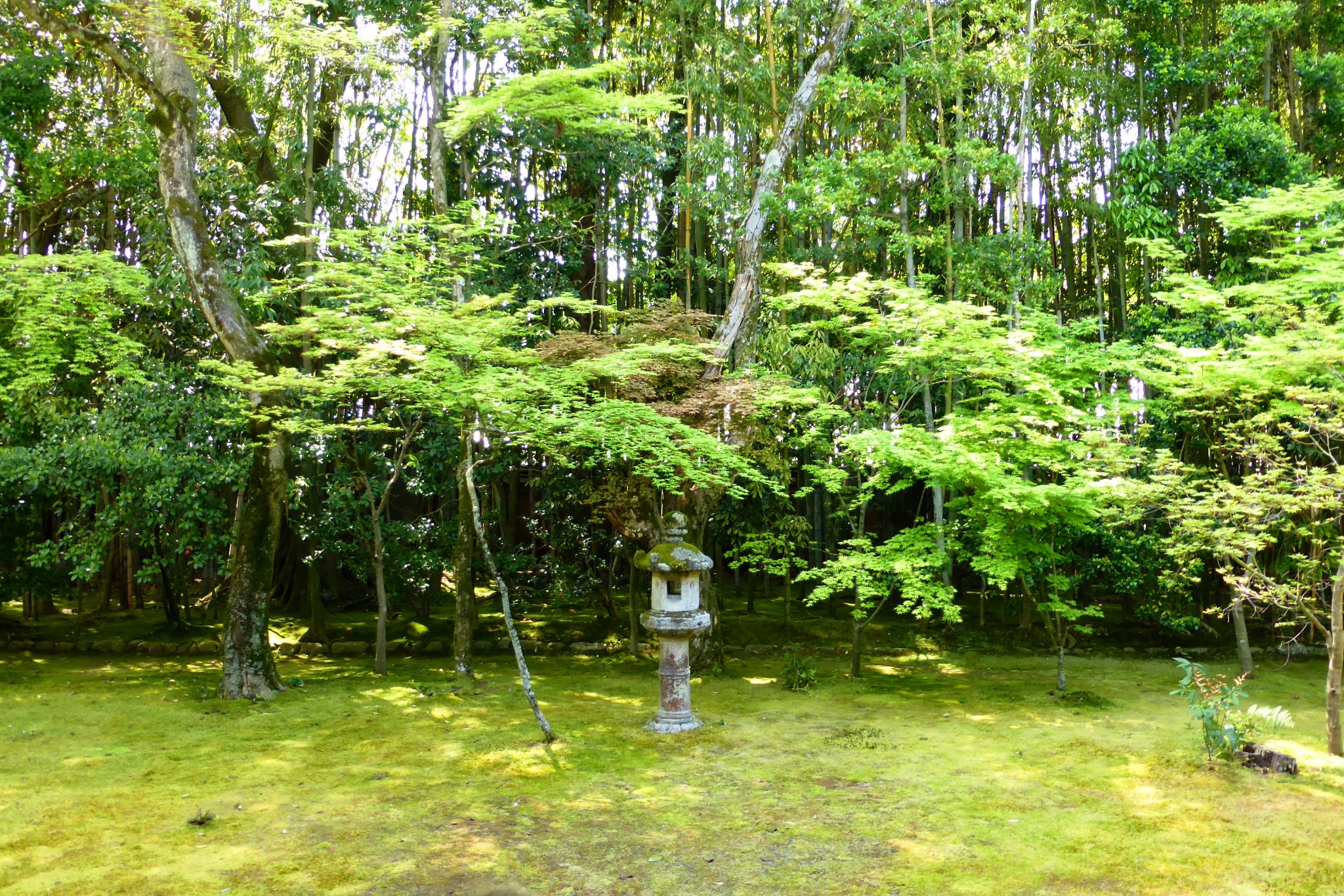 京都市北区にある高桐院の庭