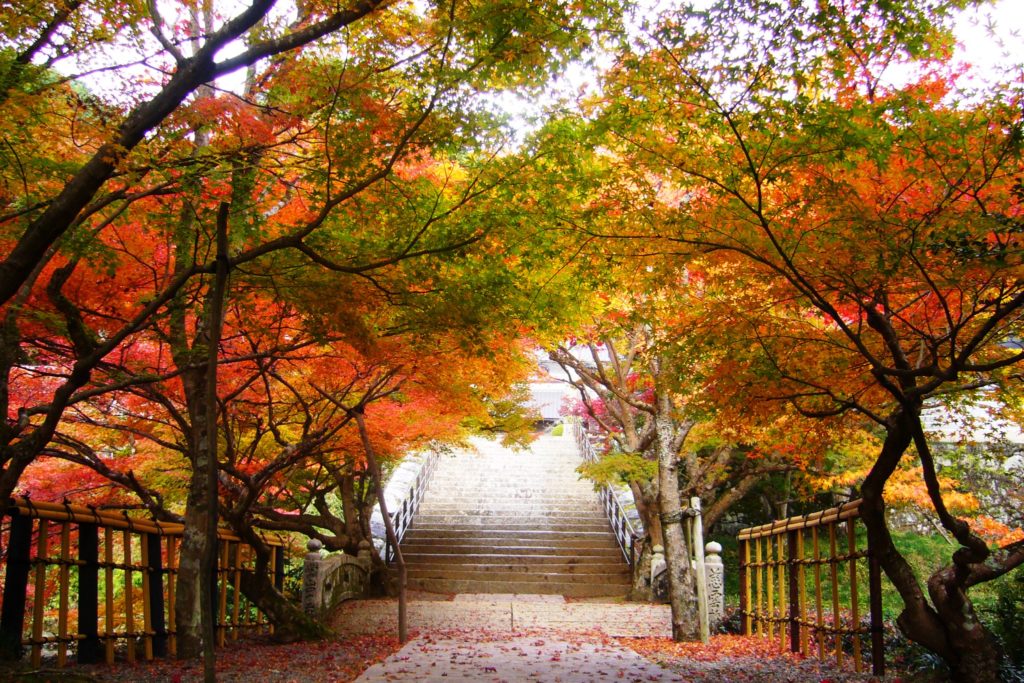 兵庫県丹波市にある円通寺の境内の紅葉(秋･11月)