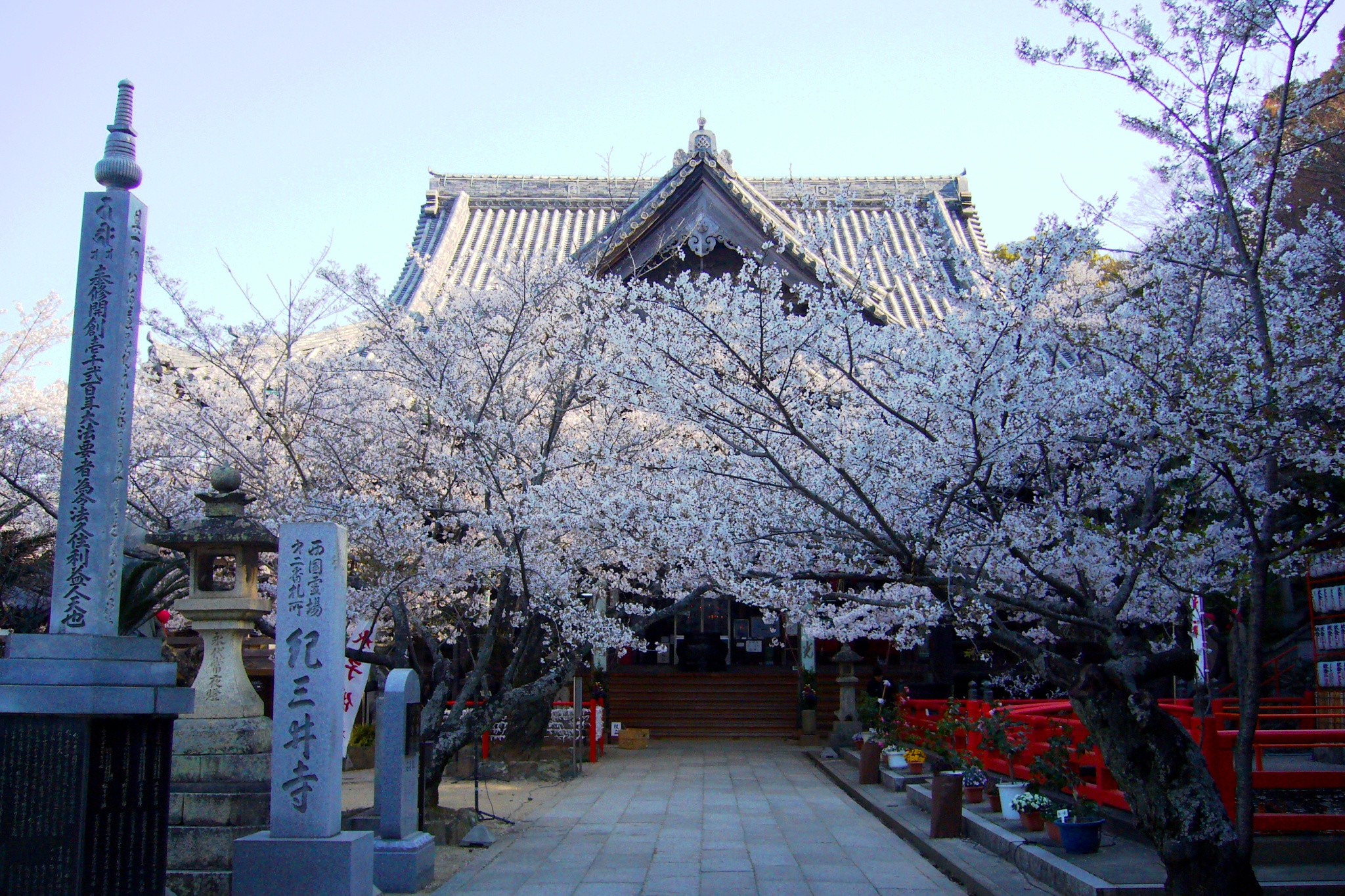 和歌山市にある紀三井寺の本堂と桜