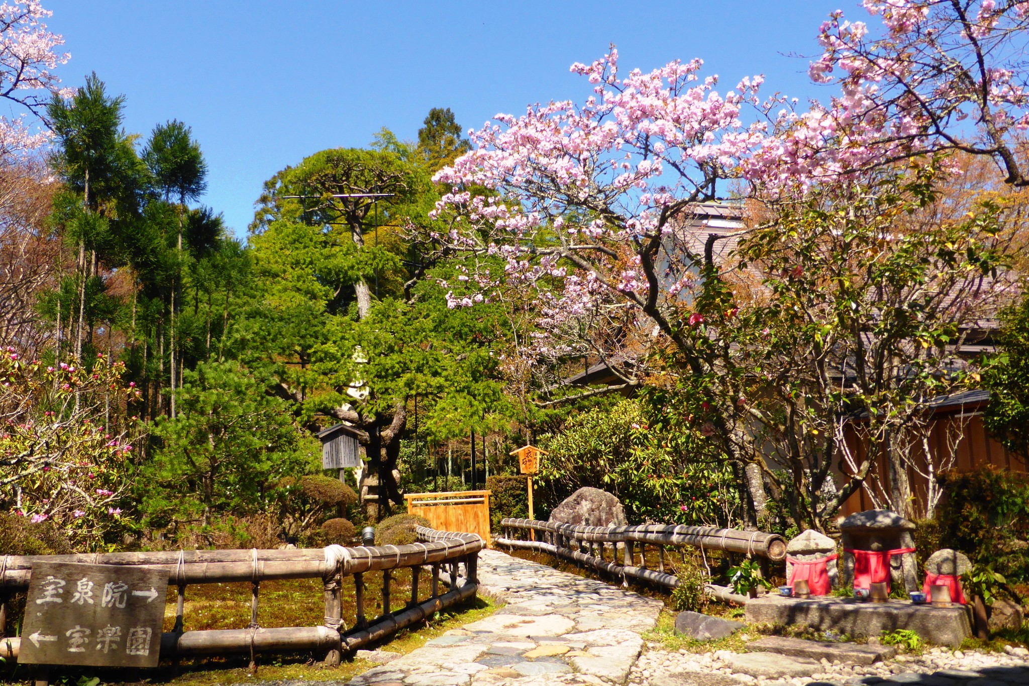 京都市左京区大原にある宝泉院の境内と桜