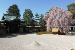 京都市東山区にある高台寺の方丈前庭と桜