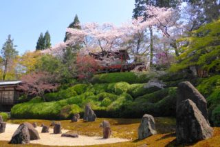 京都市東山区にある光明院の波心庭と桜