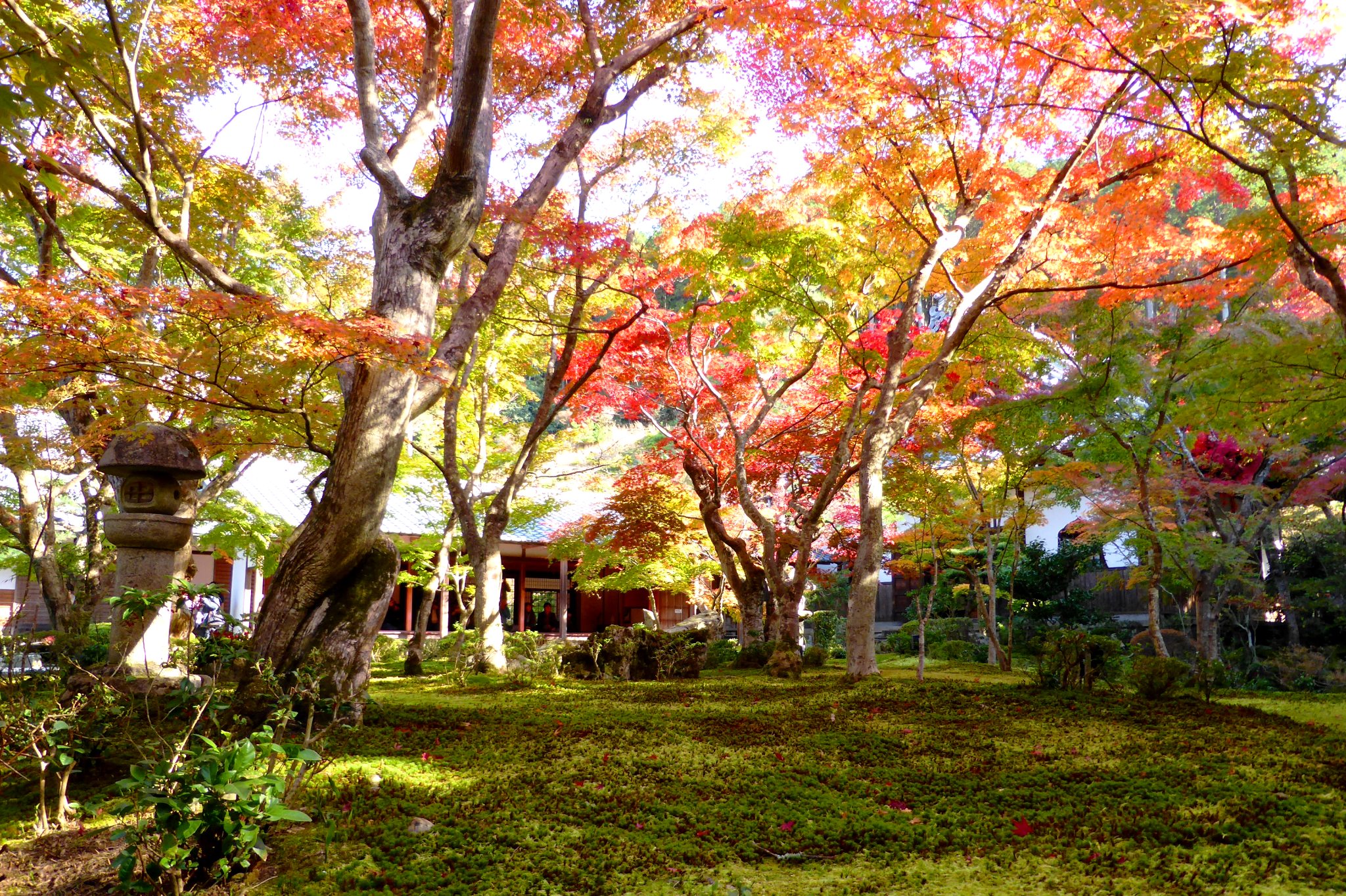京都市左京区にある圓光寺の十牛之庭の苔庭と紅葉