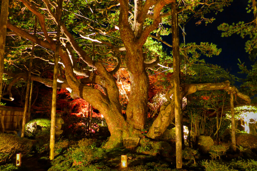 京都市左京区大原にある宝泉院の五葉の松(ライトアップ)