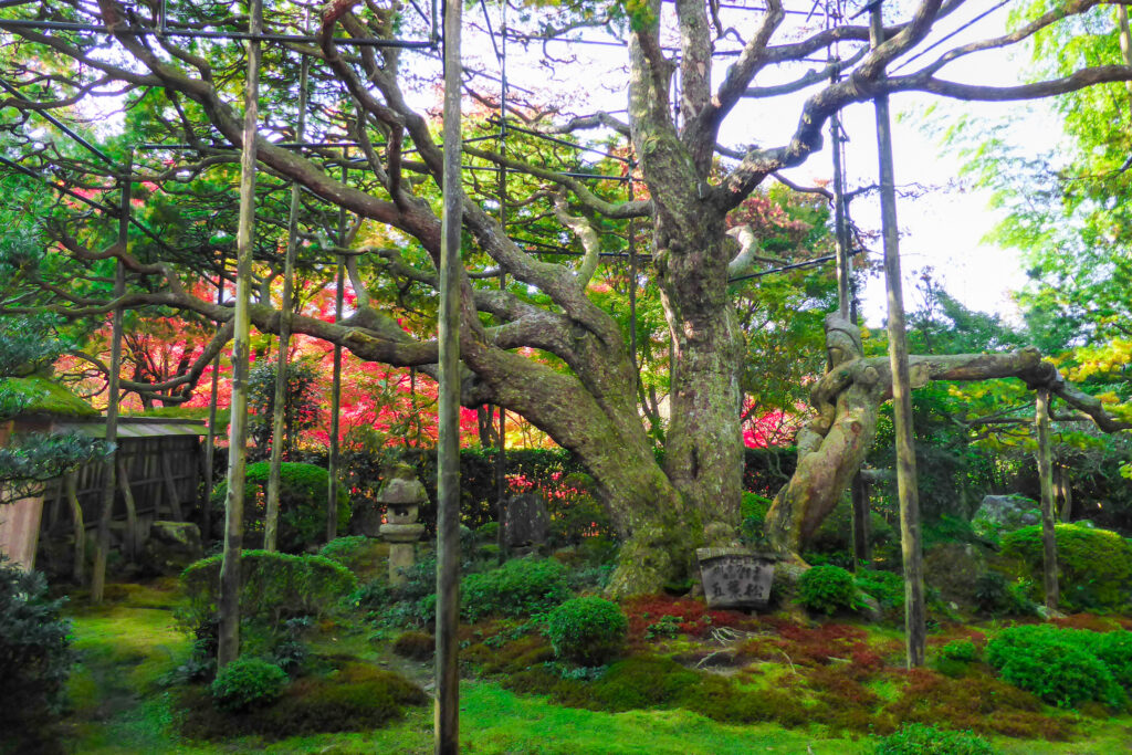 京都市左京区大原にある宝泉院の五葉の松
